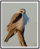 White-tailed Kite