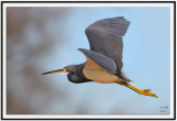 Tri-colored Heron