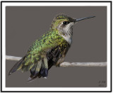 Ruby-throated Hummingbird