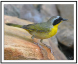 Common Yellowthroat