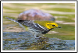 Black-Throated Green Warbler