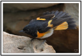 American Redstart