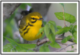 Prairie Warbler