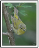 Tennessee Warbler