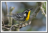 Yellow-throated Warbler