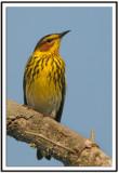 Cape May Warbler