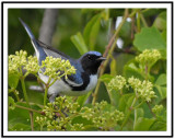 Black-throated Blue Warbler