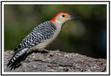 Red-bellied Woodpecker