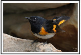 American Redstart