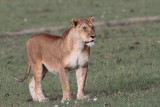 Lioness