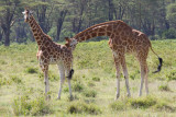 Rothschild Giraffes