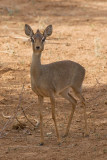Kirks Dik Dik