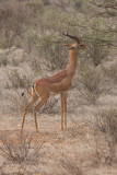Gerenuk (Male).