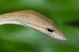 Oriental Whip Snake