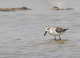 Spoon-billed Sandpiper