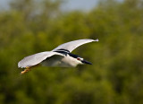 Black-crowned Night Heron