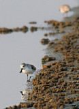 Spoon-billed Sandpiper