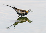 Phesant-tailed Jacana