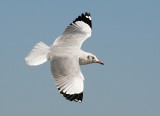 Brown-headed Gull