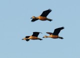 Lesser Whistling Duck