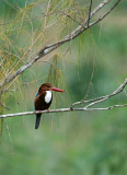 White-breasted Kingfisher