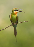 Blue-tailed Bee-eater