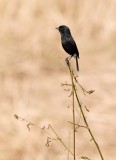 Pied Bushchat