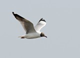 Brown-headed Gull