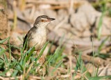 Plain Prinia