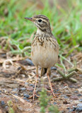 Paddyfield Pipit