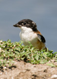 Long-tailed Shrike