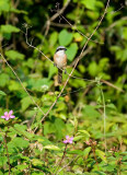 Grey-backed Shrike