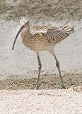 Eurasian Curlew