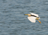 Javan  Pond Heron