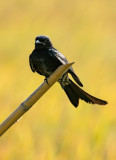 Black Drongo