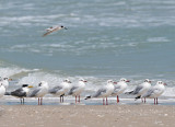Great-crested Tern