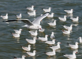 Brown-headed Gull