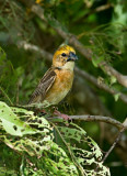 Baya Weaver