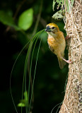 Baya Weaver