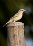 Plain-backed Sparrow