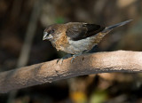 White-rumped Munia