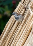 House Sparrow