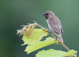 Scaly-breasted Munia