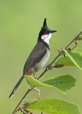 Red-whiskered Bulbul