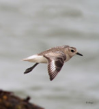 Black-bellied Plover