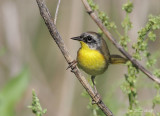 Common Yellow-throated Warbler