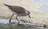 American Golden Plover