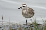 American Golden Plover