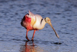 Roseate Spoonbill