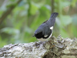 Black-throated  Blue Warbler